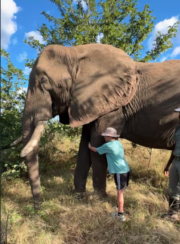 Elephant hug at Wild Horizons