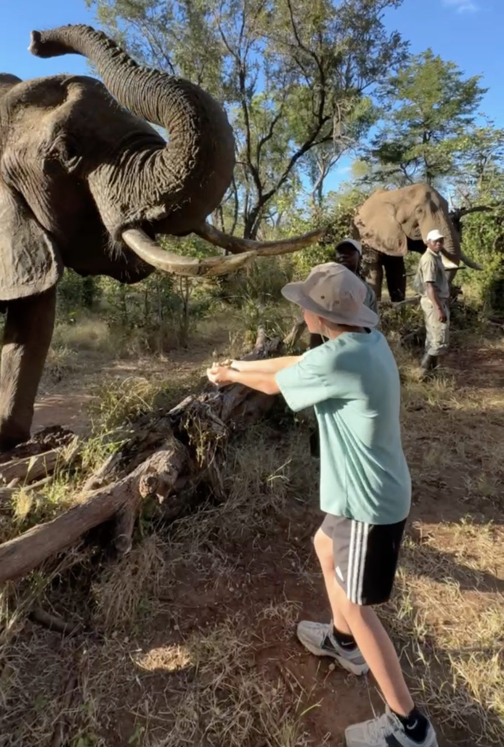 Feeding elephants at Wild Horizons