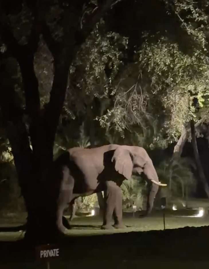 Wild elephant at Palm River Hotel