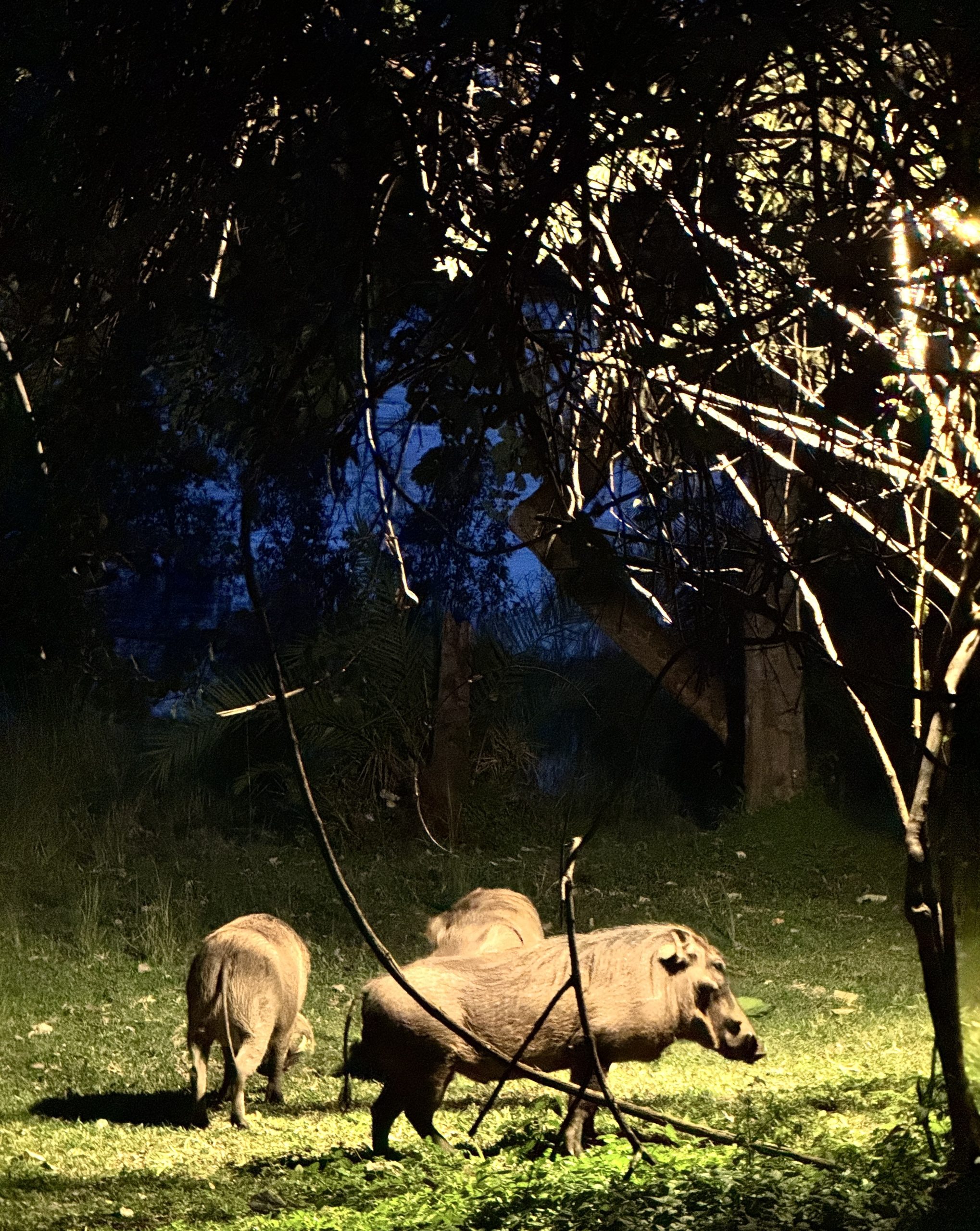 Warthogs grazing at Palm River Hotel