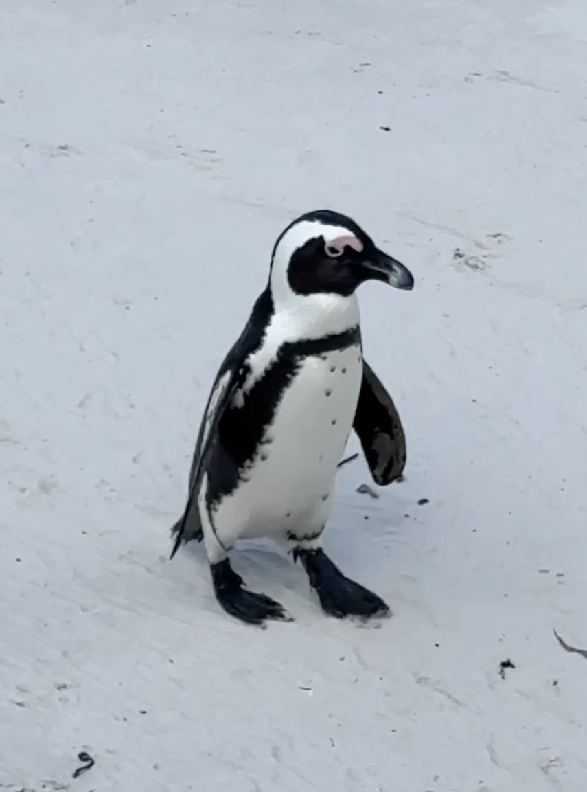 Cape penguin on white sand beach Simon's Town Cape Town
