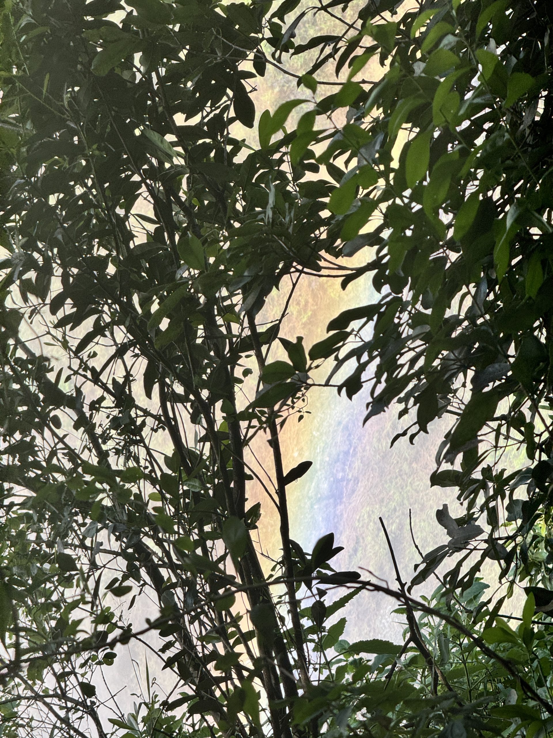 Victoria Falls rainbow through the mist