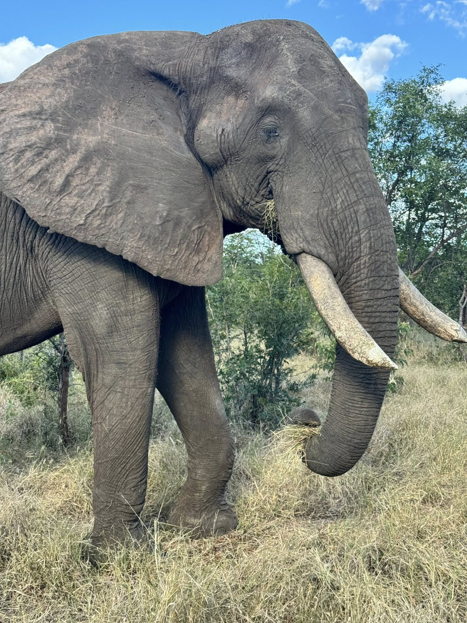 Elephant at Wild Horizons Elephant Sanctuary