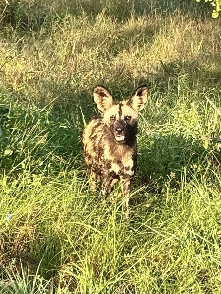 African wild dogs on safari at Tintswalo