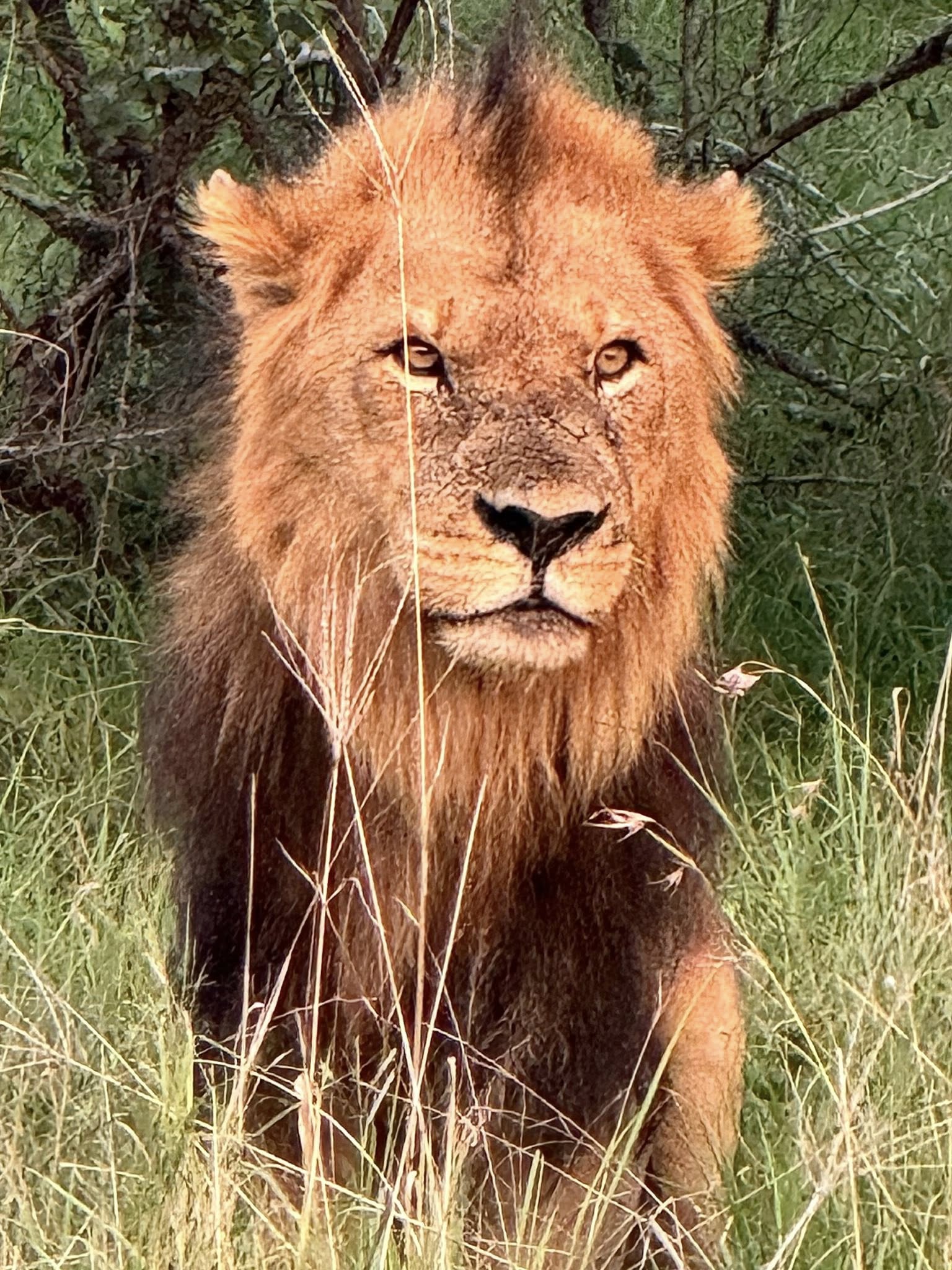 Male lion on safari at Tintswalo Manyeleti Game Reserve