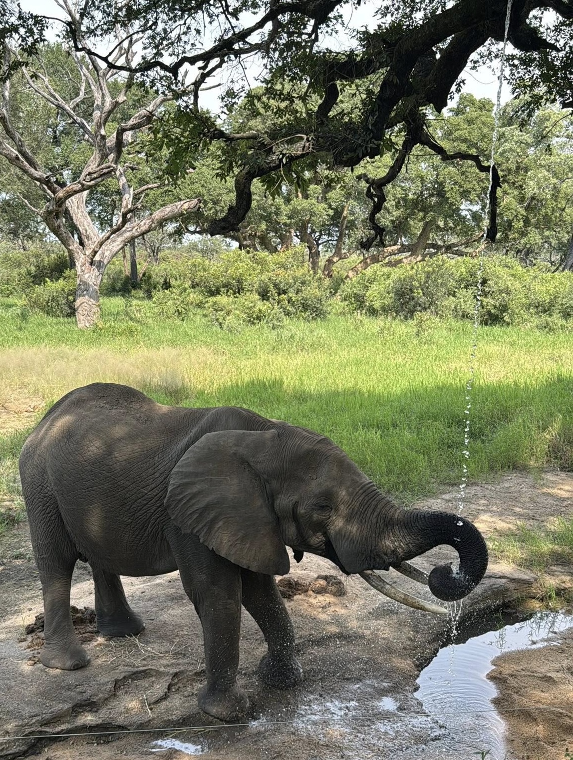 Elephant drinking at the Tintswalo Ellie Hide