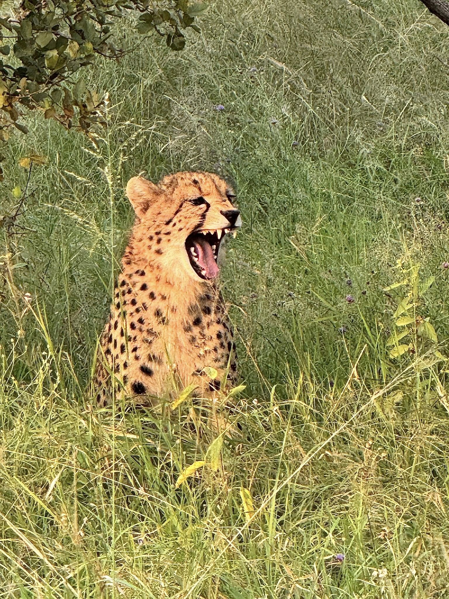 Cheetah spotted on safari at Tintswalo