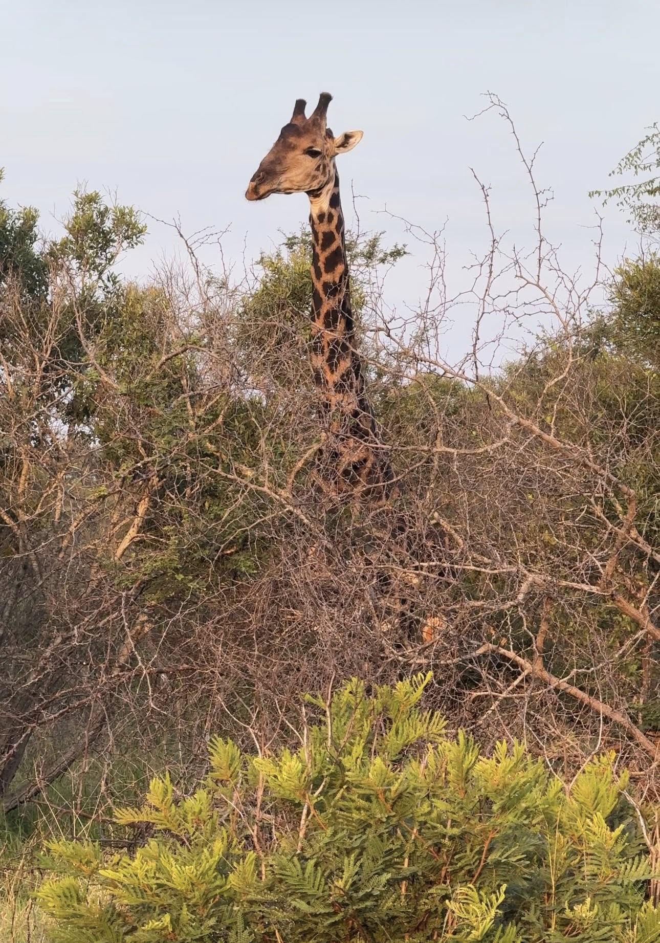 Giraffe on safari at Tintswalo