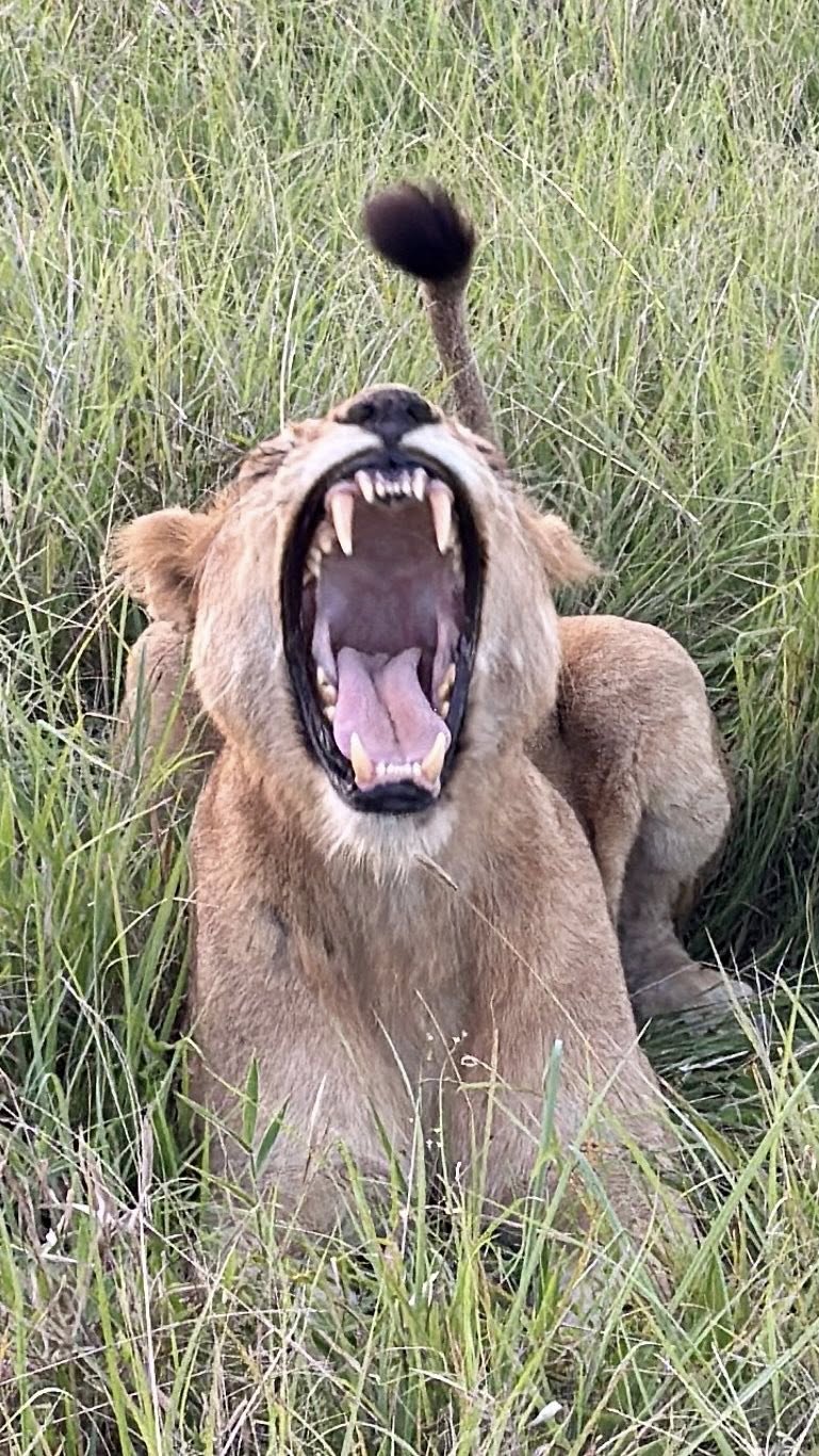 Male lion yawning at close range on safari