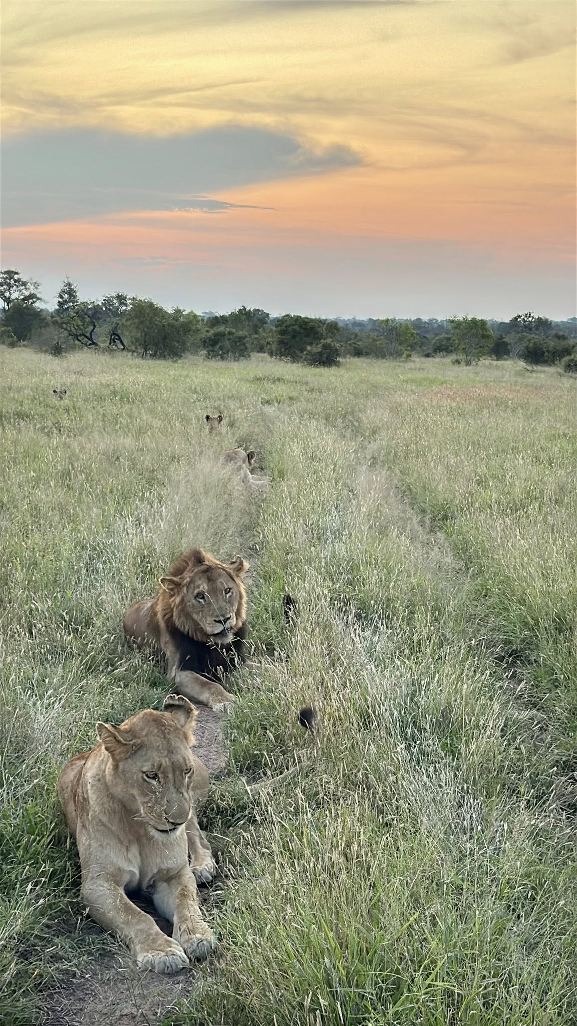 Lions at sunset on safari at Tintswalo
