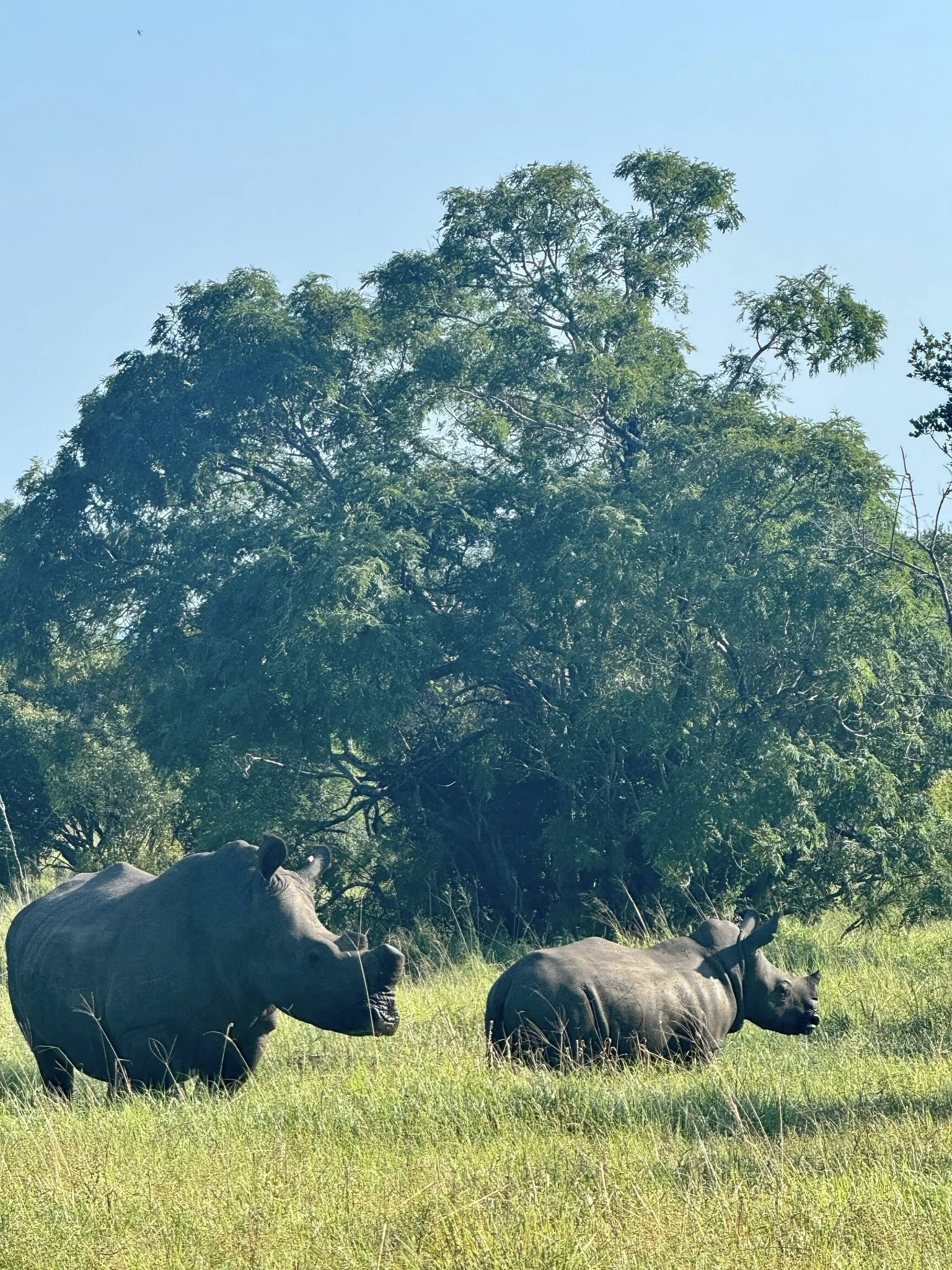 Rhinos spotted at Tintswalo