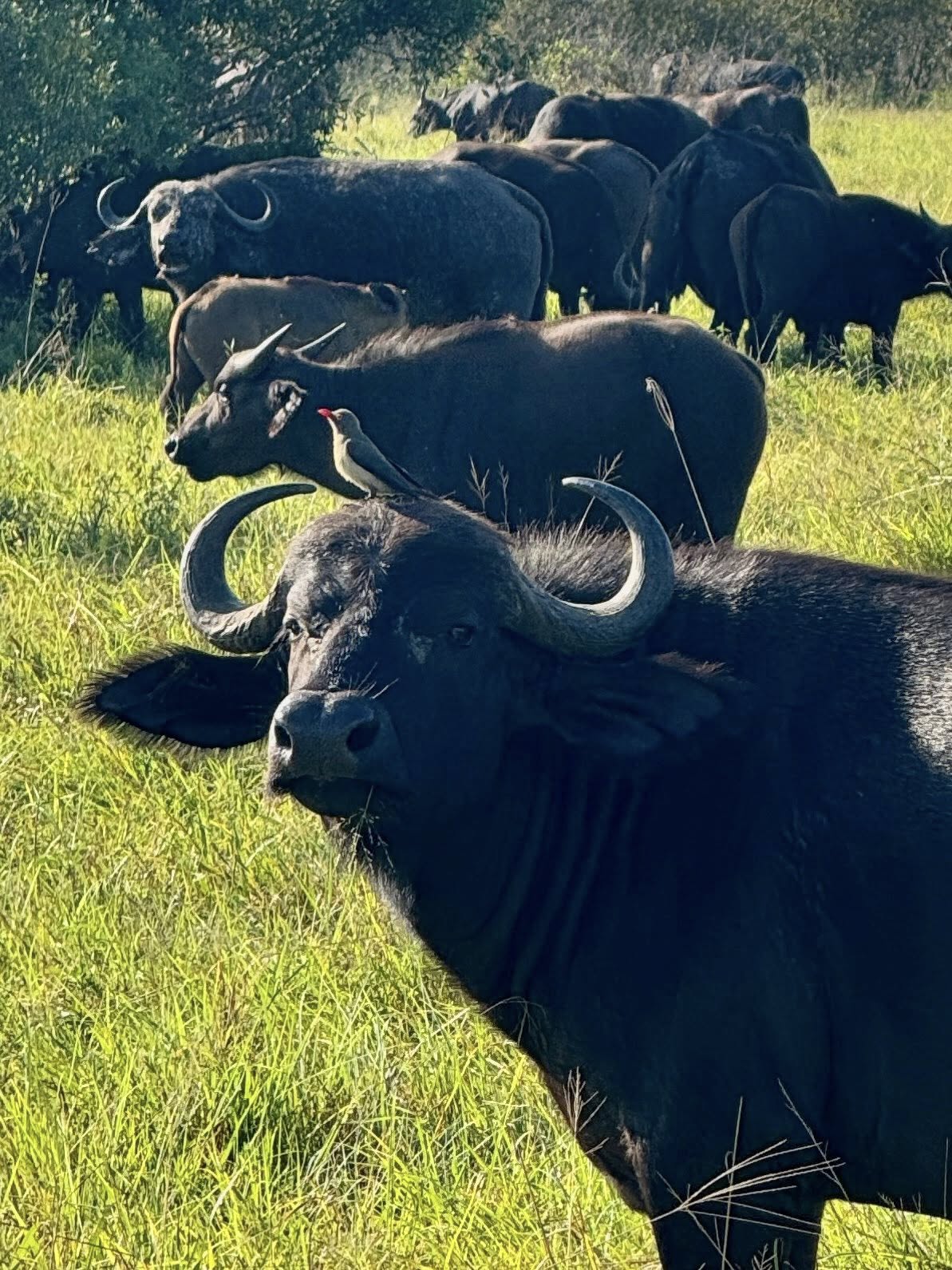 Cape buffalo on safari at Tintswalo