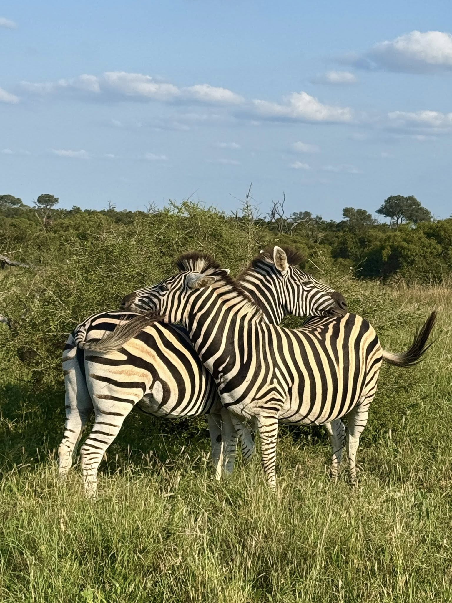 Zebras on safari at Tintswalo