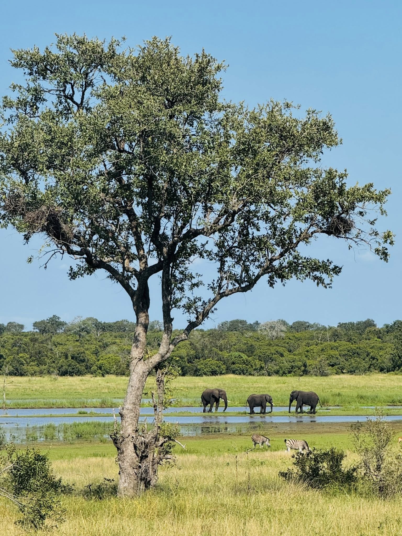 Out on safari at Tintswalo Manyeleti