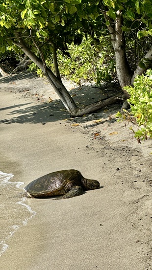 Looking for sea turtles at Kaloko-Honokohau National Historical Park
