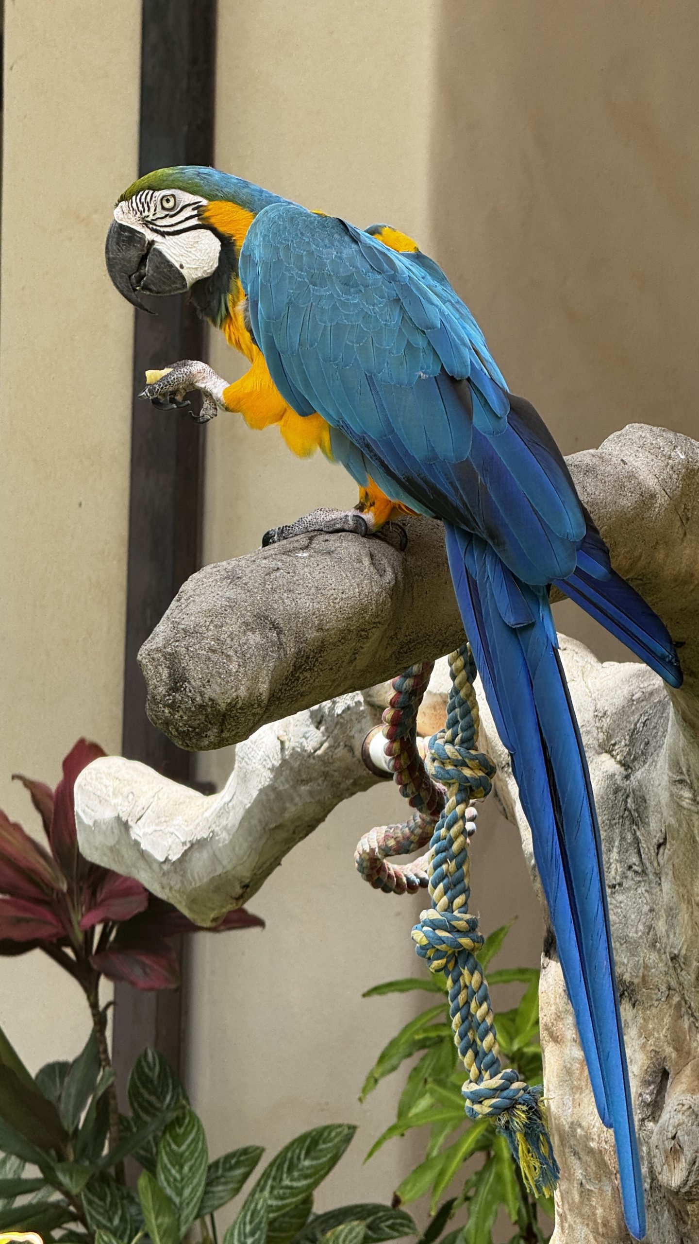 Resident parrot at the Grand Hyatt Kauai