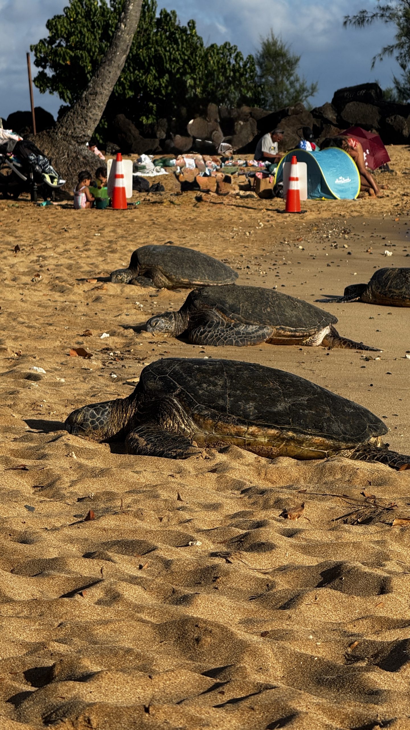 Sea turtles along the shore in Kauai
