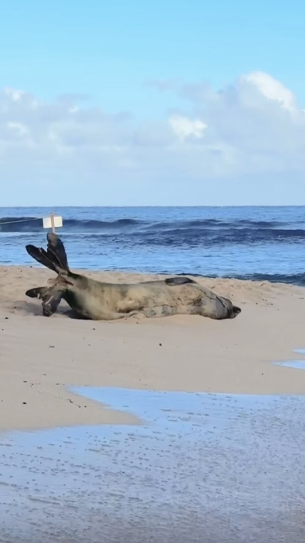 Monk seal resting on the beach in Kauai