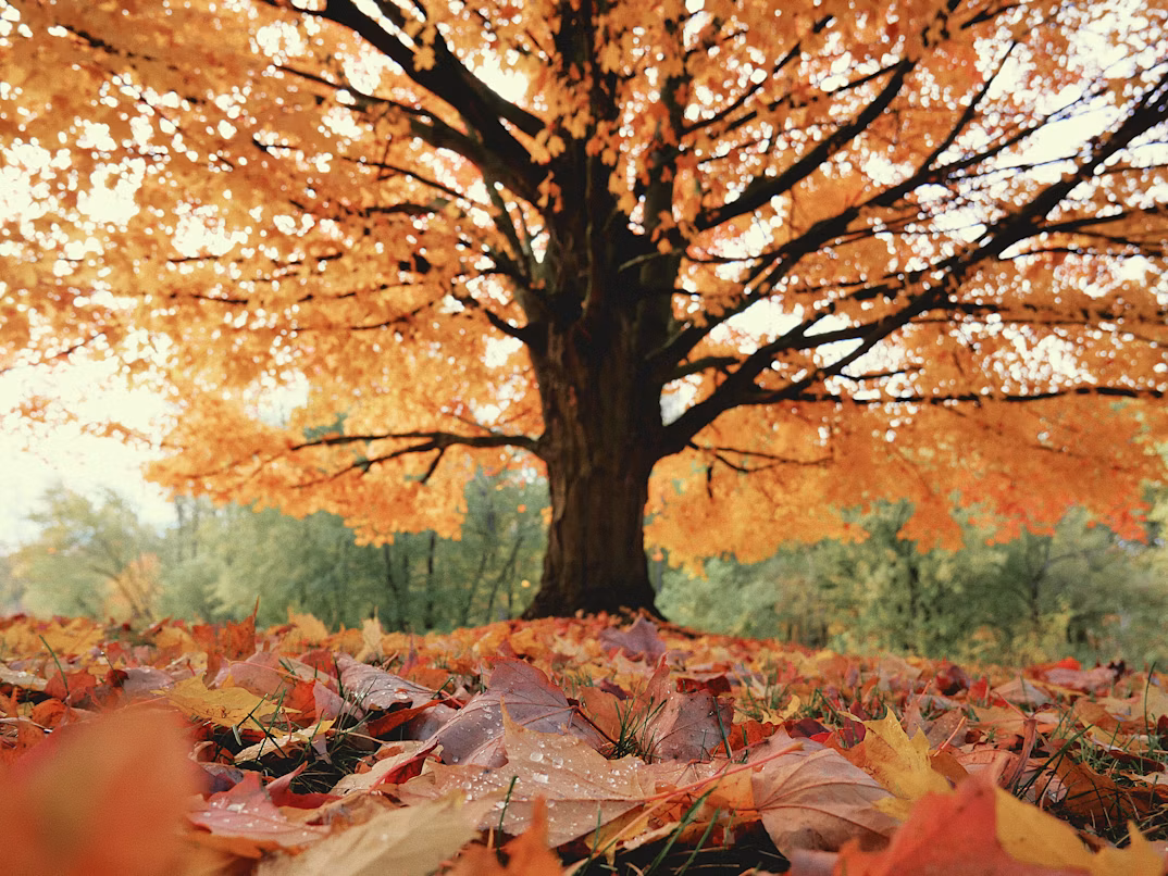 Fall travel season becoming a peak luxury travel time